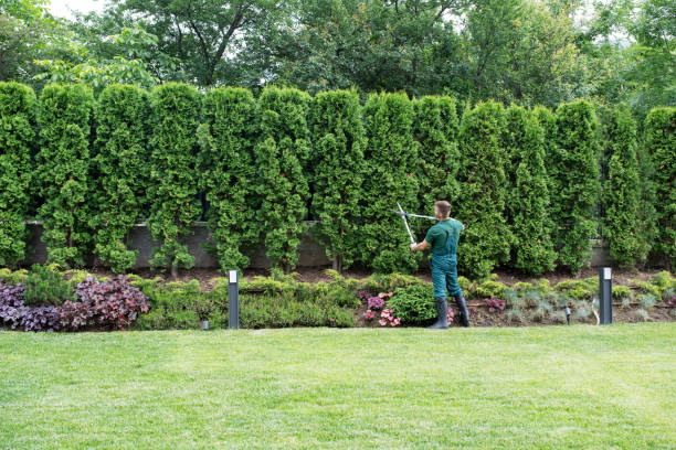 Professional  Tree Services in Choccolocco, AL